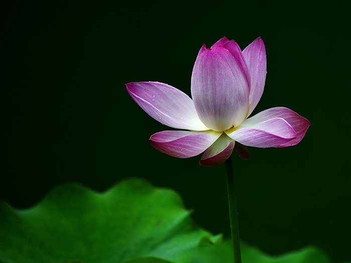 50 鼎卦-《荷花》創(chuàng)作時(shí)間：2017年6月，創(chuàng)作地點(diǎn)：浙江紹興.jpg